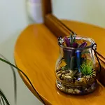 Silvana 74 풀라